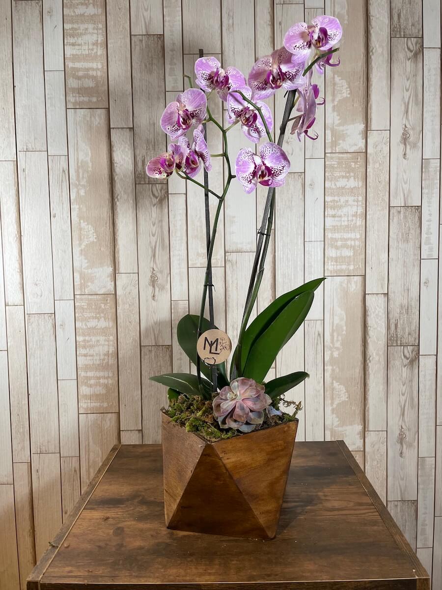 Orquídea Bois Élégant – Por que amamos las flores
